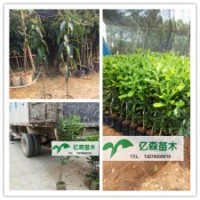 長期供應(yīng)澳洲堅果苗、芒果苗、青棗苗、黃皮果苗、火龍果苗等南方
