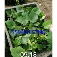 營養(yǎng)缽葡萄苗，無核無子嫁接葡萄苗