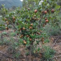 長林高產(chǎn)嫁接油茶苗本基地成立于1980年地址位于江西省新余市分宜