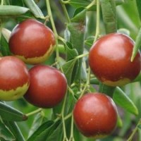 棗苗 臨沂棗苗基地 國(guó)光大棗苗