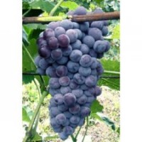 供應(yīng)新品種葡萄苗