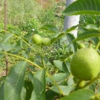 果樹苗 薄香一號(hào)核桃樹苗 大泡薄殼核桃苗 最新品種高產(chǎn) 口感好