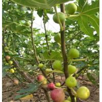 廣東無花果苗|肇慶無花果苗|清遠(yuǎn)無花果苗