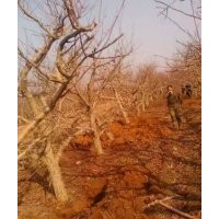 山西絳縣供應(yīng)山楂苗，山楂樹