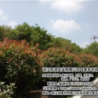 十里豐農(nóng)場有口皆碑、廣西紅楠、紅楠直銷