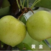 黃金梨苗|十堰梨苗|湖北果樹苗(圖)