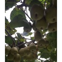 供應(yīng)紅心獼猴桃苗