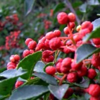 山東泰安50-150公分高花椒苗批發(fā)價(jià)格