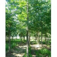 北京銀杏樹_綠都園林_25cm銀杏樹