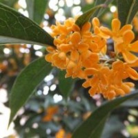 丹桂苗木價(jià)格、寧夏丹桂苗木、莎莎園藝(圖)