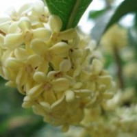 速生金桂苗苗圃_北京速生金桂_莎莎園藝(查看)