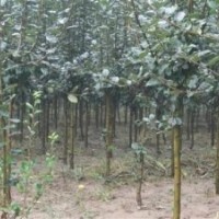 海棠、平盛苗圃、泰安3公分海棠