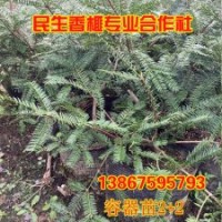 供應(yīng)用于種植的優(yōu)質(zhì) 香榧苗 常年供應(yīng) 送貨上門