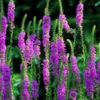 草花批發(fā)、草花、山一花卉苗木(查看)