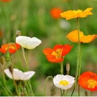 招遠草花批發(fā)、草花、草花基地山一花卉苗木(圖)