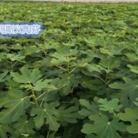 無花果苗批發(fā)_金華無花果苗_小葉無花果值得信賴(圖)