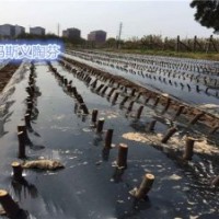 無花果苗批發(fā)價、浙江無花果苗、小葉無花果給您專業(yè)的技術(shù)