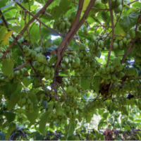 “ 桓優(yōu)一號”軟棗獼猴桃種植專業(yè)合作社