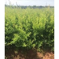 供應(yīng)石榴樹苗