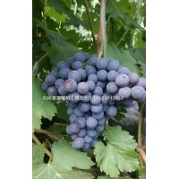 出售旭旺葡萄苗，旭旺一號(hào)碧香無(wú)核葡萄苗，吉林坤朋苗木