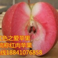 紅肉蘋果苗/錦繡海棠苗