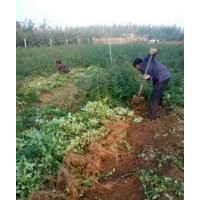 連翹苗 藥用連翹苗綠化樹(shù)苗價(jià)格