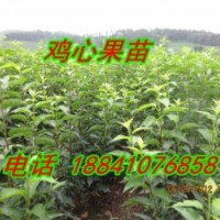 黑龍江果樹苗—龍豐蘋果苗