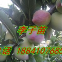 開原紫葉稠李苗,寒富蘋果苗,雞心果苗