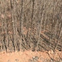 供應連翹苗，軟棗苗，毛桃苗，山桃苗，鈣果苗