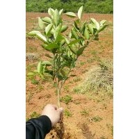 供應(yīng)砂糖橘、夏橙、金桔、蘑菇柑、馬水橘等樹苗批發(fā)