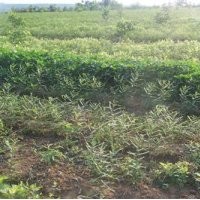 四川皂角苗,洛陽李鐵梁苗木,皂角苗培育