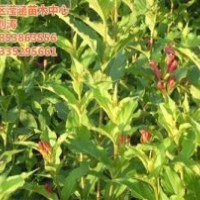 棣棠價格_棣棠_瀅涵苗木中心(圖)