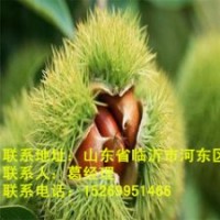 臨沭板栗苗供應(yīng)，板栗苗價(jià)格，板栗苗批發(fā)