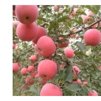 矮化蘋果苗，占地蘋果苗，蘋果苗價格