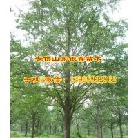 12公分實(shí)生銀杏樹價(jià)格、銀杏樹價(jià)格、通園銀杏(查看)