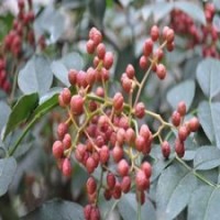 供應(yīng)大紅袍花椒苗