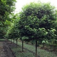 昭通梅花_青峰園林專業(yè)批發(fā)水杉_梅花批發(fā)