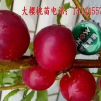 大櫻桃苗 大櫻桃樹(shù)苗 抗寒大櫻桃苗 耐寒大櫻桃苗