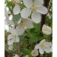 臨沂興旺苗木繁育合作社供應(yīng)垂絲海棠