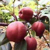 臨沂興旺苗木繁育合作社供應(yīng)奧紅一號(hào)梨苗