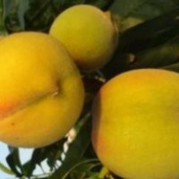 供應(yīng)精品黃金冠桃苗