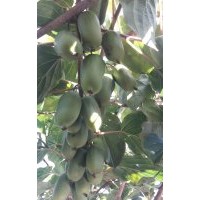 供應軟棗獼猴桃苗