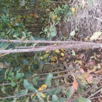 長(zhǎng)期供應(yīng)蘋果苗各種品種