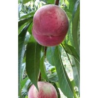 供應優(yōu)系F桃樹苗