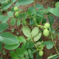 河南南陽(yáng)核桃苗1/2年生嫁接苗