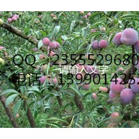 重慶萬州李子苗，重慶萬州晚熟李子苗，萬州嫁接李子樹苗