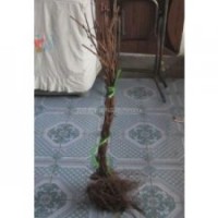 內(nèi)蒙出售李子苗、葡萄苗、貝達(dá)苗、占地苗，吉林葡萄苗