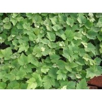 遼寧哪有賣郁金香葡萄苗，遼寧出售郁金香葡萄苗