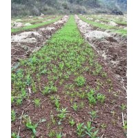 廣西桂林白沙鎮(zhèn)毛桃小苗芽苗