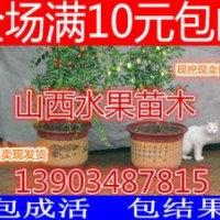 山西棗樹(shù)苗價(jià)格 棗樹(shù)苗批發(fā)報(bào)價(jià) 冬棗 俊棗